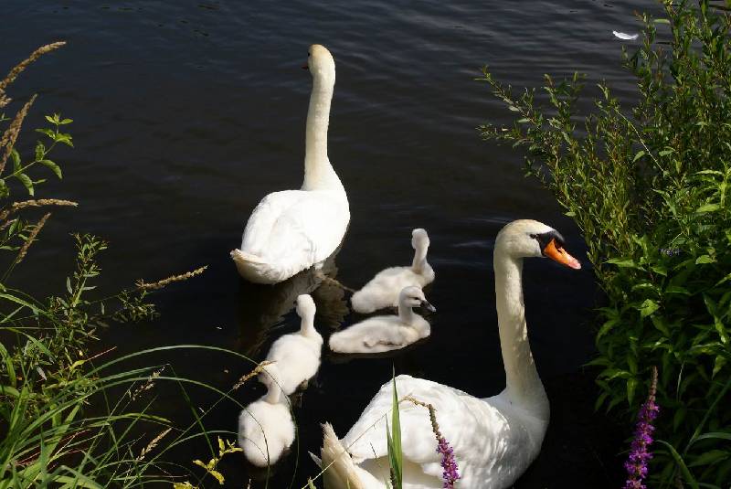 Schwaene auf der Sauer Bild Nr.030